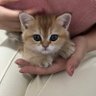 Clzpton profil fotoğrafı