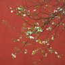 Ruby_yakut 的头像