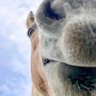 HORSE POWER's profile picture