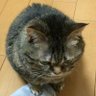 ナリタブライヤン profil fotoğrafı