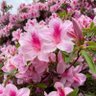 Фото профиля 昆布巻き