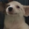 N's profile picture