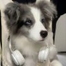 自讽's profile picture