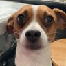 dog profil fotoğrafı