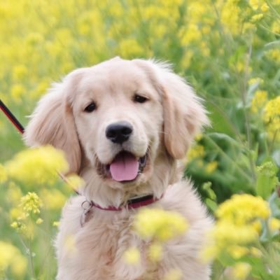 うに🦮♀ゴールデンレトリバー's profile picture