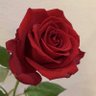 ユーカリ🌹 profil fotoğrafı
