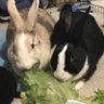 Profilbild von Zebuninabox