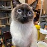 こっちん profil fotoğrafı
