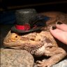 Larry's Pet Hooman larryspethooman on bs ็ๅคดๅ