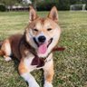 Profilbild von Shiba Gangnam Style
