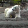 白くまジュン 的头像