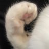 生き物 的头像