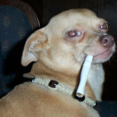 JuMosq's profile picture