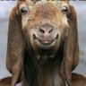Goat Patrol's profile picture