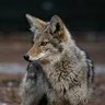 Atomic Coyote's profile picture
