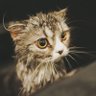 MeiMei profil fotoğrafı
