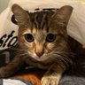 Chowieee's profile picture