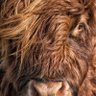 Profilbild von Highland Ladybug