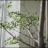 Bonolo 的头像
