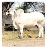 Chitumba's profile picture