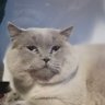 七泼's profile picture