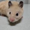 Фото профиля ねこになりたい