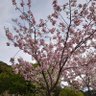けもみみ🇯🇵🎌 的头像
