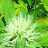 武汉大麻农夫飞哥 的头像