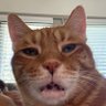 AJ Munchies's profile picture