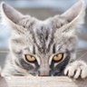 Angry Cat 的头像