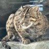 Фото профиля Sleeping The 山猫🫠🦖