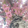 Фото профиля Betul Demir
