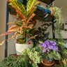 Фото профиля Houseplant Hobbyist
