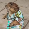 casu's profile picture