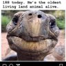 Tom the Turtle's profile picture