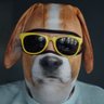 DMZ Dog's profile picture