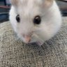 ぽてち profil fotoğrafı