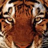 Hunterhunts profil fotoğrafı