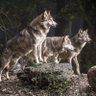The Wolf Pack profil fotoğrafı