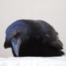 横山敦裕 profil fotoğrafı