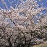 PineValley164 的头像