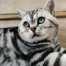 Aaron是憨憨 profil fotoğrafı