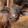 Puneet_Chavani's profile picture