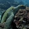 Фото профиля Nicolennn🐢低浮上だもんで。43🐢🐢