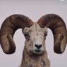 Alexthewewizard's profile picture