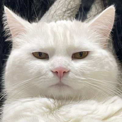RenoCzarr's profile picture