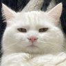 Reno Czarr's profile picture