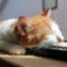 Profilbild von ｶﾘｶﾘ🐈