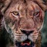 Profilbild von Craig ₿otha 🐐