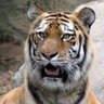 kya bola tum's profile picture
